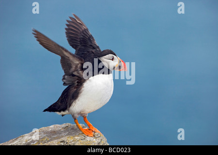 Papageitaucher (Fratercula Arctica) Shiant Inseln. Äußeren Hebriden. Schottland Stockfoto