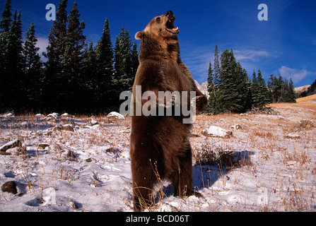 AMERIKANISCHER BROWN oder GRIZZLYBÄR (Ursus Arctos Horribilis) am Hinterteil Knurren Stockfoto