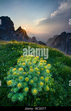 ROSEROOT (Sedum Rosea). Blick Richtung italienische Sektion der Julischen Alpen bei Sonnenuntergang vom Mangrt. Triglav Nationalpark. Gorenjska. Stockfoto