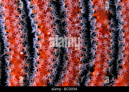 Polypen des Roten Meeres Peitsche Korallen. Ctenocella (Ellisella) SP. Similan Inseln. Thailand. Andaman Meer. Indischer Ozean Stockfoto