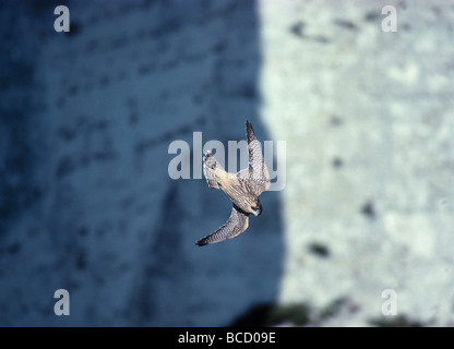 WANDERFALKE (Falco Peregrinus) im Flug verfolgen Kittiwake. Kent. England Stockfoto