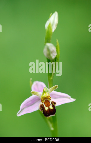 [Biene Orchidee], [Ophrys Apifera], UK, "Nahaufnahme" Stockfoto