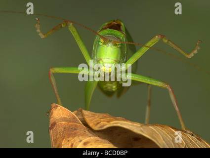 GEMEINSAMEN wahre GRASHUEPFER (Pterophylla Camellifolia) erstreckt sich im ganzen Osten der USA Stockfoto