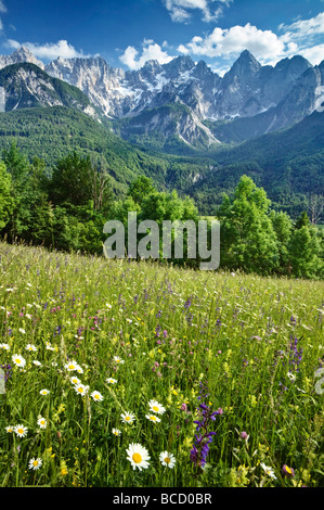 MÄHWIESEN in den Julischen Alpen. Spiks Bereich in der Nähe von Kranjska Gora. Triglav Nationalpark. Gorenjska. Slowenien Stockfoto