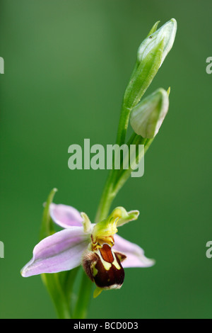 [Biene Orchidee], [Ophrys Apifera] wächst in Wildblumenwiese, UK Stockfoto