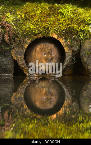 SCHERMAUS (Arvicola Terrestris) im Wasserrohr. Derbyshire. Sieger in der Kategorie Urban BBC Naturfotograf des Jahres 2007 Stockfoto