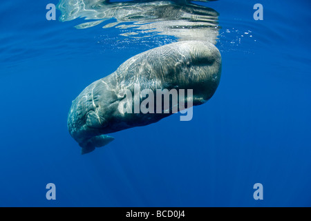 Pottwal (Physeter Macrocephalus). Gefährdeten (IUCN). Insel Pico. Azoren. Portugal. Atlantischen Ozean. Ozeane-Ansicht Stockfoto