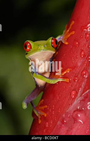 RED-EYED Laubfrosch (Agalychnis Callydrias). Guanacaste. Costa-Rica Stockfoto