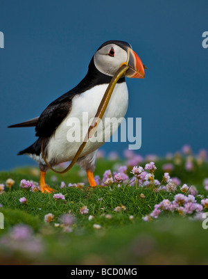 Papageitaucher (Fratercula Arctica) mit ungenießbar Seenadeln für Küken wegen Überfischung Sandaale und Klima ändern. Stockfoto