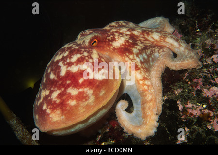 Krause Octopus (Eledone Cirrhosa) Stockfoto
