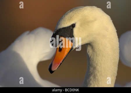 Höckerschwan (Cygnus Olor) männlich im späten Abendlicht. Leicestershire Stockfoto