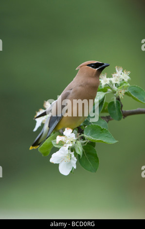 Zeder Seidenschwanz (Bombycilla Cedrorum) in Blüte Norland Apfelbaum. Frühling. Lake Superior. Ontario Stockfoto