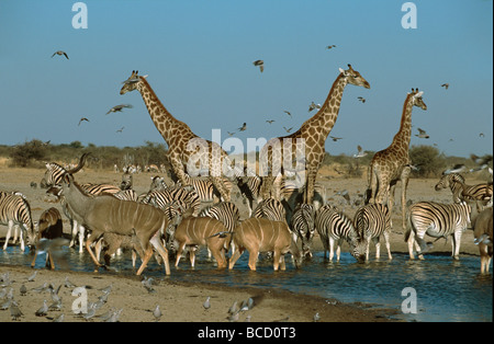 Gemischte Antilopen, darunter Kudus, Zebras und Giraffen Kap Turteltauben und andere Vögel trinken am Wasserloch. Etosha N.P. Stockfoto