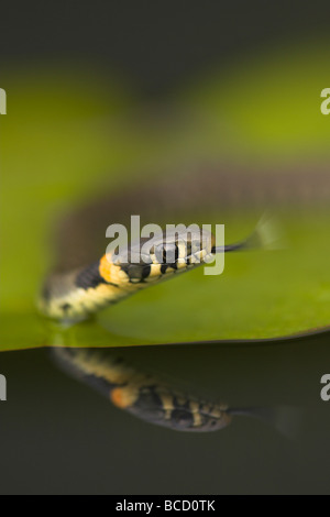 Ringelnatter (Natrix Natrix) Verkostung der Luft in Wasser auf Seerose mit einer Reflexion. Leicestershire Stockfoto