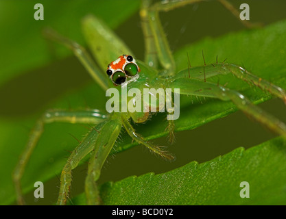 MAGNOLIA grün JUMPING SPIDER Weibchen (Lyssomanes Virides) seine Augen zu Rollen. Gemeinsamen SE USA Stockfoto