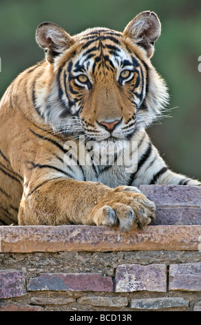 BENGAL-TIGER (Panthera Tigris Tigris) weiblich auf alten Tempel. Indien Stockfoto