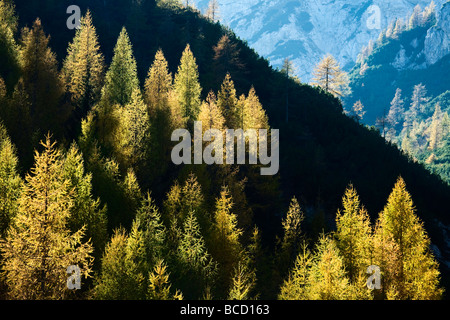 LÄRCHEN im Herbst. Visic Pass. Triglav Nationalpark. Julischen Alpen. Slowenien Stockfoto