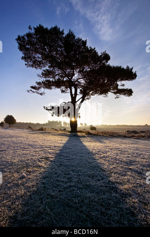 SCOT-Kiefer (Pinus Sylvestris) bei Sonnenaufgang. Bratley Ansicht. New Forest Nationalpark. Hampshire. England Stockfoto