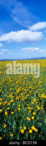 Wiese von Löwenzahn (Taraxacum sp) Denbighshire Wales UK Stockfoto
