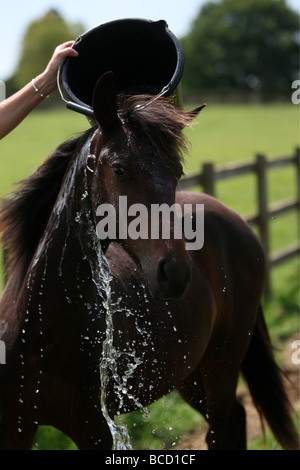 EIN PFERD NAMENS TREFFEND HITZEWELLE IN ABKÜHLUNG GING EIN FELD IN DER NÄHE VON NEWMARKET AM MITTWOCH NACHMITTAG ALS TEMPERATUREN ÜBER 30 ° C Stockfoto