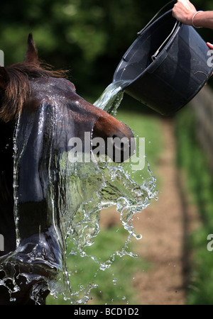 EIN PFERD NAMENS TREFFEND HITZEWELLE IN ABKÜHLUNG GING EIN FELD IN DER NÄHE VON NEWMARKET AM MITTWOCH NACHMITTAG ALS TEMPERATUREN ÜBER 30 ° C Stockfoto