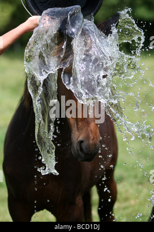 EIN PFERD NAMENS TREFFEND HITZEWELLE IN ABKÜHLUNG GING EIN FELD IN DER NÄHE VON NEWMARKET AM MITTWOCH NACHMITTAG ALS TEMPERATUREN ÜBER 30 ° C Stockfoto