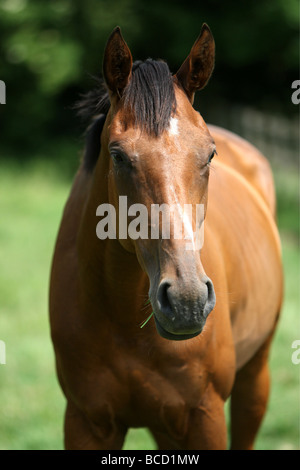 EIN PFERD NAMENS TREFFEND HITZEWELLE IN ABKÜHLUNG GING EIN FELD IN DER NÄHE VON NEWMARKET AM MITTWOCH NACHMITTAG ALS TEMPERATUREN ÜBER 30 ° C Stockfoto