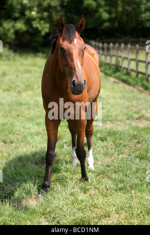 EIN PFERD NAMENS TREFFEND HITZEWELLE IN ABKÜHLUNG GING EIN FELD IN DER NÄHE VON NEWMARKET AM MITTWOCH NACHMITTAG ALS TEMPERATUREN ÜBER 30 ° C Stockfoto