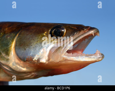 Zander Angeln Kopf mit geöffnetem Mund auf Himmelshintergrund Stockfoto