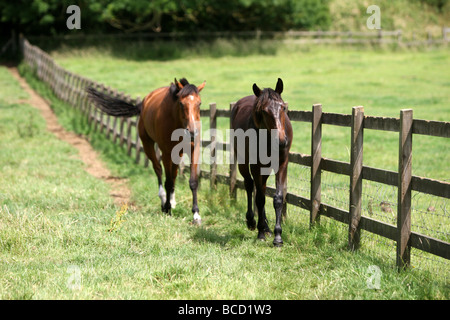 EIN PFERD NAMENS TREFFEND HITZEWELLE IN ABKÜHLUNG GING EIN FELD IN DER NÄHE VON NEWMARKET AM MITTWOCH NACHMITTAG ALS TEMPERATUREN ÜBER 30 ° C Stockfoto