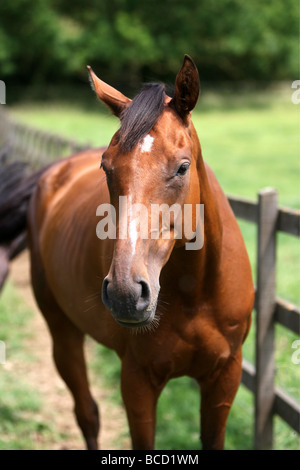 EIN PFERD NAMENS TREFFEND HITZEWELLE IN ABKÜHLUNG GING EIN FELD IN DER NÄHE VON NEWMARKET AM MITTWOCH NACHMITTAG ALS TEMPERATUREN ÜBER 30 ° C Stockfoto