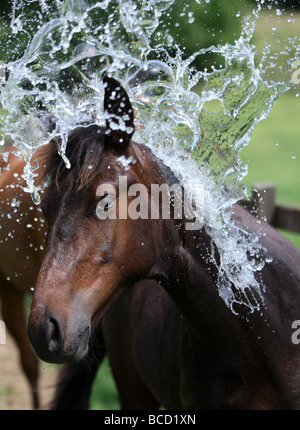 EIN PFERD NAMENS TREFFEND HITZEWELLE IN ABKÜHLUNG GING EIN FELD IN DER NÄHE VON NEWMARKET AM MITTWOCH NACHMITTAG ALS TEMPERATUREN ÜBER 30 ° C Stockfoto