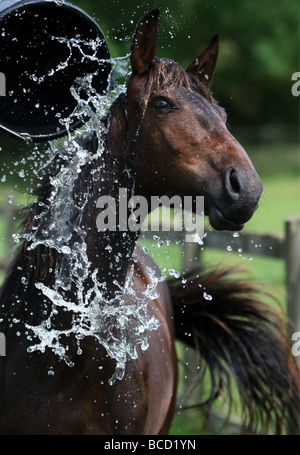 EIN PFERD NAMENS TREFFEND HITZEWELLE IN ABKÜHLUNG GING EIN FELD IN DER NÄHE VON NEWMARKET AM MITTWOCH NACHMITTAG ALS TEMPERATUREN ÜBER 30 ° C Stockfoto