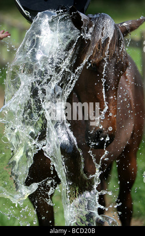 EIN PFERD NAMENS TREFFEND HITZEWELLE IN ABKÜHLUNG GING EIN FELD IN DER NÄHE VON NEWMARKET AM MITTWOCH NACHMITTAG ALS TEMPERATUREN ÜBER 30 ° C Stockfoto