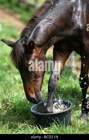 EIN PFERD NAMENS TREFFEND HITZEWELLE IN ABKÜHLUNG GING EIN FELD IN DER NÄHE VON NEWMARKET AM MITTWOCH NACHMITTAG ALS TEMPERATUREN ÜBER 30 ° C Stockfoto