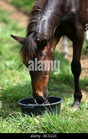 EIN PFERD NAMENS TREFFEND HITZEWELLE IN ABKÜHLUNG GING EIN FELD IN DER NÄHE VON NEWMARKET AM MITTWOCH NACHMITTAG ALS TEMPERATUREN ÜBER 30 ° C Stockfoto