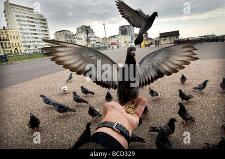 Ausgestreckte Hand füttern Tauben direkt am Meer in der Stadt von Brighton and Hove, Sussex. Stockfoto