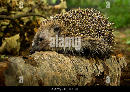 Igel (Erinaceus Europaeus) Stockfoto