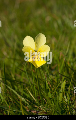 Wild Mountain Stiefmütterchen Viola Lutea Shropshire Hügel England UK GB British Isles Stockfoto