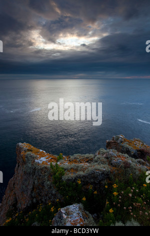 Blick auf das Meer von Extrameldung Kopf mit einem dramatischen Himmel und Golden Samphire im Vordergrund. Stockfoto
