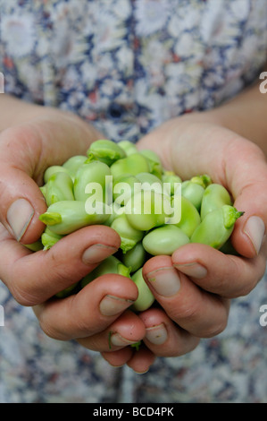 Eine weibliche Gärtner mit einer Handvoll frisch gepflückten Bio Saubohnen Stockfoto