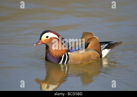 MANDARIN ENTE MÄNNLICH AIX GALERICULATA SCHWIMMEN IM WASSER ARUNDEL WEST SUSSEX UK Stockfoto