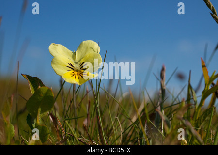 Wild Mountain Stiefmütterchen Viola Lutea Shropshire Hügel England UK GB British Isles Stockfoto