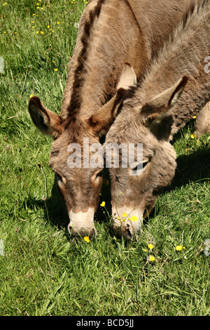 Zwei Donkies Equus Africanus Asinus grasen auf der Wiese Stockfoto