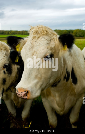 Jungvieh in einem Feld Stockfoto