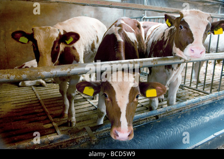 Indoor Kühe in der Massentierhaltung Stockfoto