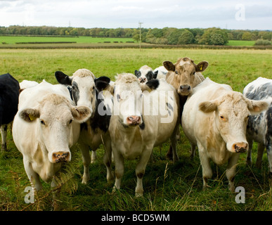 Jungvieh in einem Feld Stockfoto