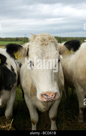 Jungvieh in einem Feld Stockfoto