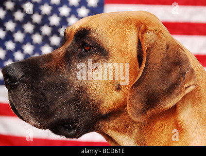 Unabhängig Hund. Die Deutsche Dogge festgelegt gegen die amerikanische Flagge Stockfoto