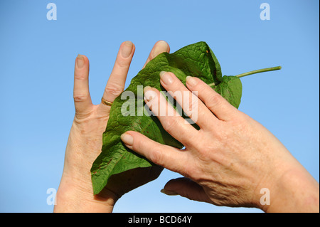 Behandlung von Bisses Brennnessel mit einem Dock-Blatt Stockfoto